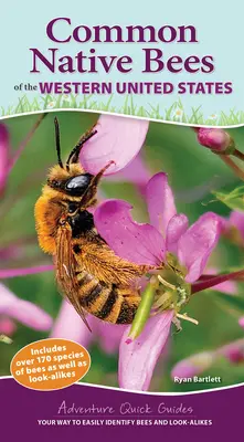 Bežné pôvodné včely západných Spojených štátov: Vaše cesty k jednoduchej identifikácii včiel a im podobných druhov - Common Native Bees of the Western United States: Your Way to Easily Identify Bees and Look-Alikes