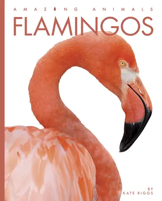 Plameniaky - Flamingos