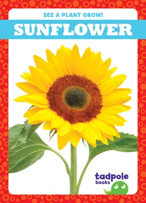 Slnečnica - Sunflower
