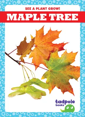 Javorový strom - Maple Tree