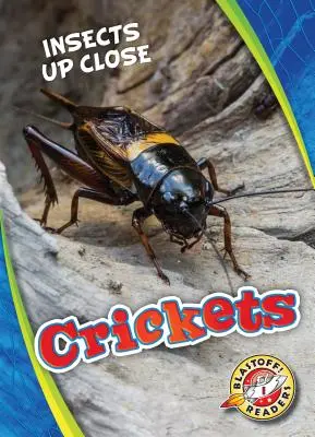 Cvrčky - Crickets