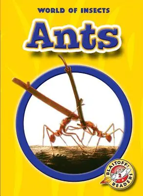 Mravce - Ants
