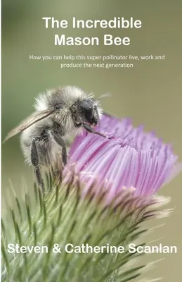 Neuveriteľná murárska včela - Incredible Mason Bee