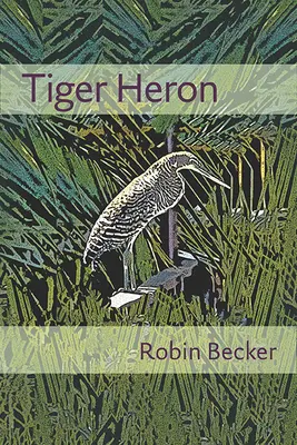 Volavka tigrovaná - Tiger Heron
