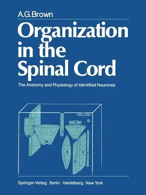 Organizácia v mieche: Anatómia a fyziológia identifikovaných neurónov - Organization in the Spinal Cord: The Anatomy and Physiology of Identified Neurones