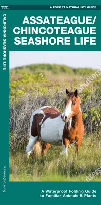 Assateague/Chincoteague Seashore Life - Vodotesný skladací sprievodca známymi živočíchmi a rastlinami - Assateague/Chincoteague Seashore Life - A Waterproof Folding Guide to Familiar Animals & Plants