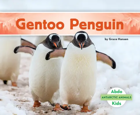 Tučniak gentoo - Gentoo Penguin
