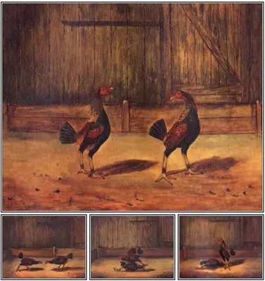 Chov a manažment bojových kohútov - The Breeding and Management of Fighting Cocks