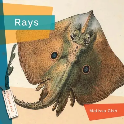 Raje - Rays