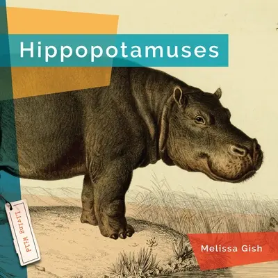 Hrochy - Hippopotamuses