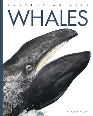Veľryby - Whales