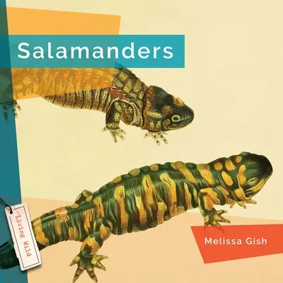 Salamandry - Salamanders
