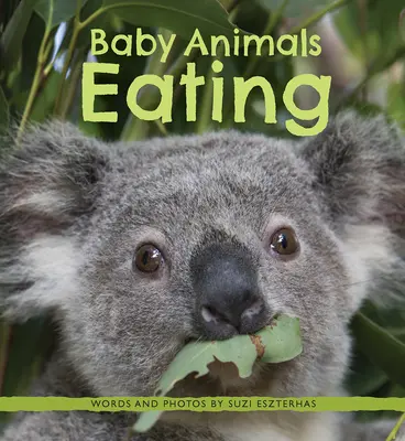 Mláďatá zvierat, ktoré jedia - Baby Animals Eating