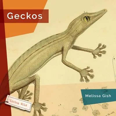 Gekóny - Geckos