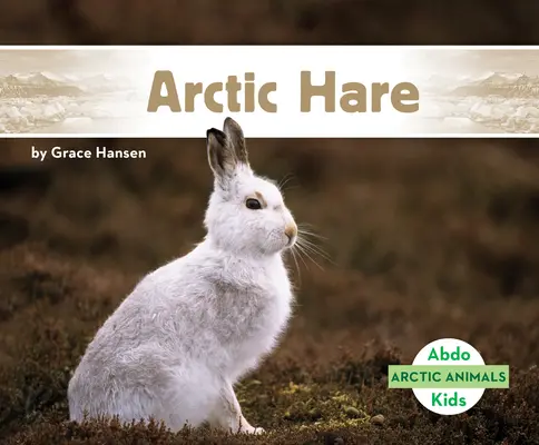 Zajac polárny - Arctic Hare