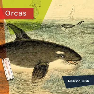 Kosatky - Orcas