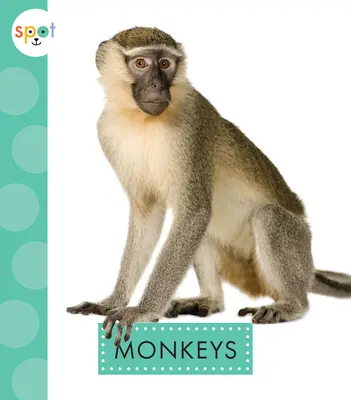 Opice - Monkeys
