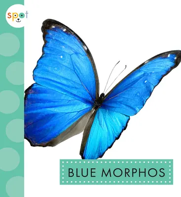 Modré morfy - Blue Morphos