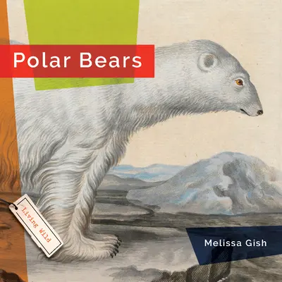 Ľadové medvede - Polar Bears