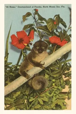 Vintage Journal Pomalý Loris, Hibiscus, Florida - Vintage Journal Slow Loris, Hibiscus, Florida