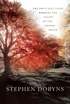 Posledné svetlo dňa červená listy medeného buka - The Day's Last Light Reddens the Leaves of the Copper Beech