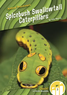 Húsenice lastovičieho chvostoskoka - Spicebush Swallowtail Caterpillars