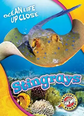 Žralok štíhly - Stingrays