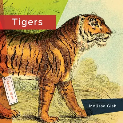 Tigre - Tigers