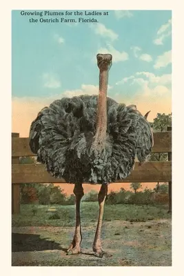 Vintage Journal Pštros, Florida - Vintage Journal Ostrich, Florida