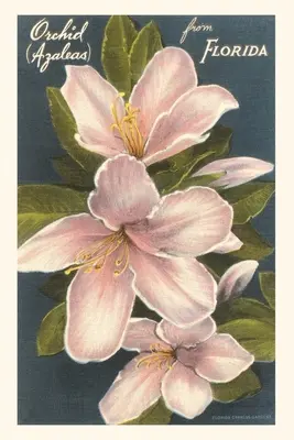 Vintage Journal Orchidea Azalky, Florida - Vintage Journal Orchid Azaleas, Florida