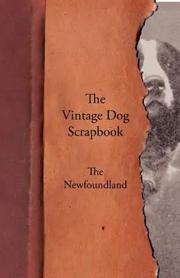 Historický album o psoch - Novofundlanďan - The Vintage Dog Scrapbook - The Newfoundland