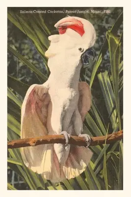Vintage Journal Kakadu lososovitý, Florida - Vintage Journal Salmon-Crested Cockatoo, Florida