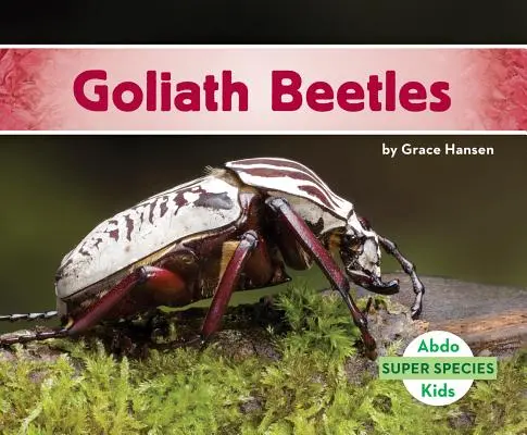 Goliášové chrobáky - Goliath Beetles