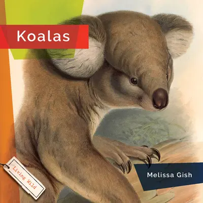 Koaly - Koalas