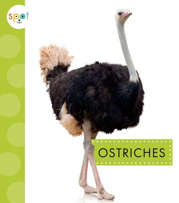 Pštrosy - Ostriches