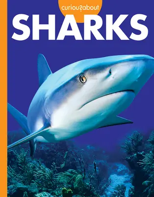 Zvedavosť na žraloky - Curious about Sharks
