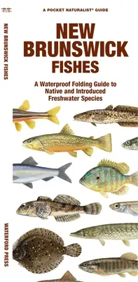New Brunswick Fishes: Vodotesný skladací sprievodca pôvodnými a introdukovanými sladkovodnými druhmi - New Brunswick Fishes: A Waterproof Folding Guide to Native and Introduced Freshwater Species
