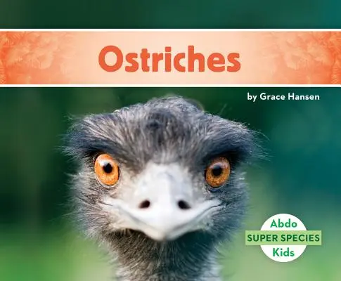 Pštrosy - Ostriches