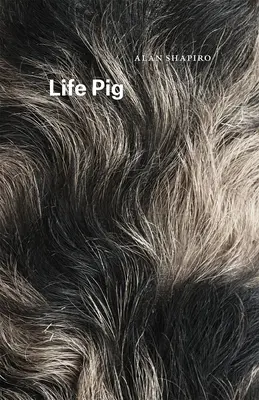 Životné prasa - Life Pig