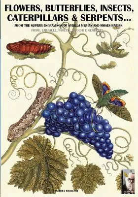 Kvety, motýle, hmyz, húsenice a hady...: Sybilla Merian & Moses Hariss XVII-XVIII storočia - flowers, butterflies, insects, caterpillars & serpents...: From Sybilla Merian & Moses Hariss XVII-XVIII Centuries engravings