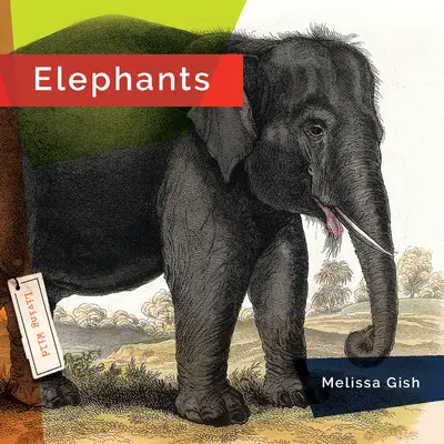Slony - Elephants