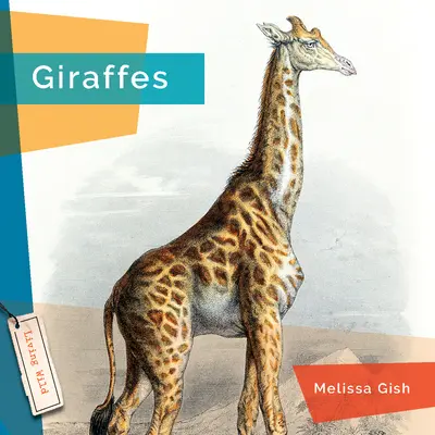 Žirafy - Giraffes