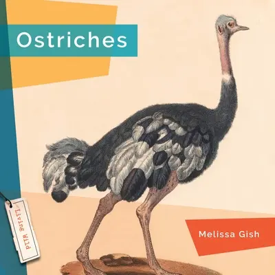 Pštrosy - Ostriches