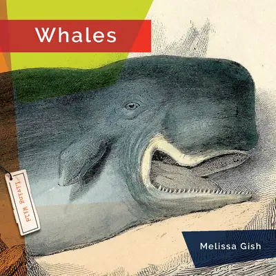 Veľryby - Whales