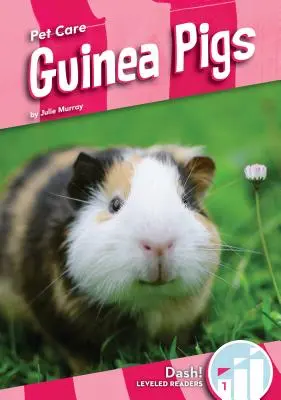 Morčatá - Guinea Pigs