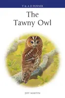 Tawny Owl