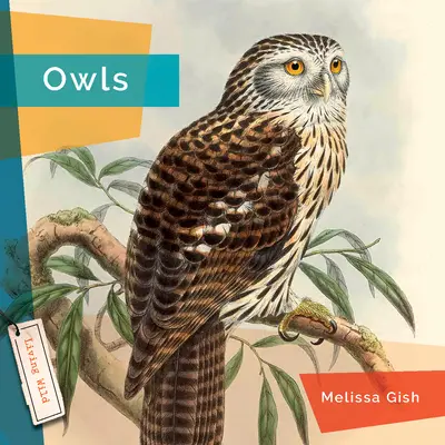 Sovy - Owls