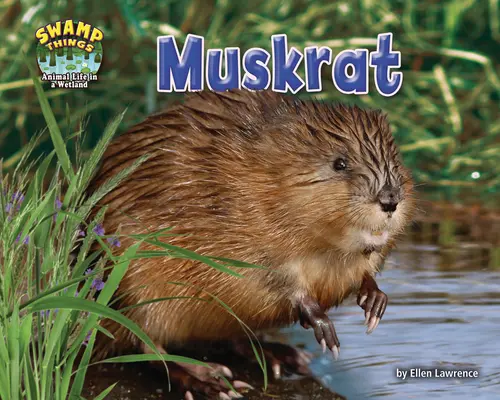 Pižmoň - Muskrat