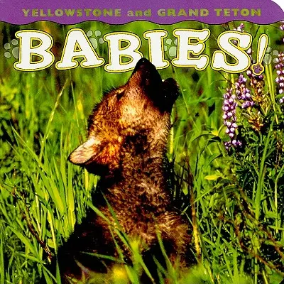 Yellowstonské a Grand Tetonské bábätká! - Yellowstone and Grand Teton Babies!