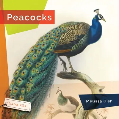 Pávy - Peacocks